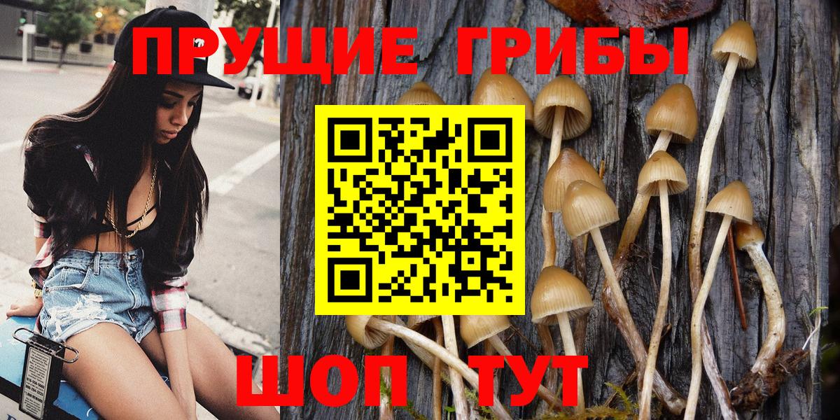 Минусинск  Псилоцибиновые грибы прущие грибы  Вход с VPN 